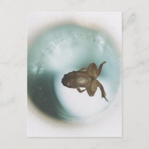 Keine höhere Auflösung verfügbar. Frog_diamagnetic Postkarte