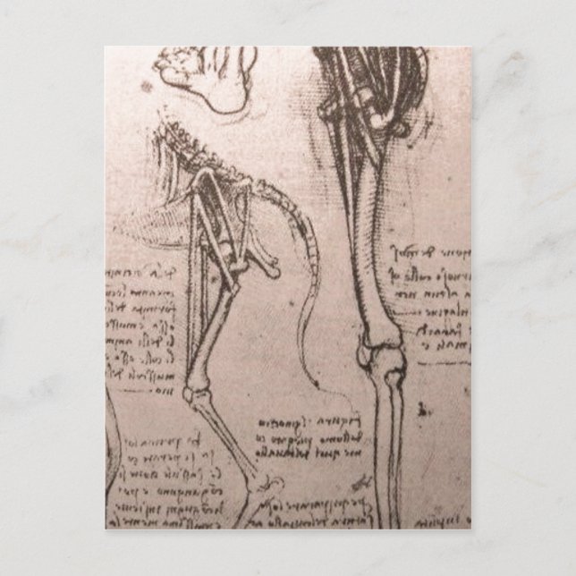 Keine höhere Auflösung verfügbar. Leonardo_anatomy Postkarte (Vorderseite)