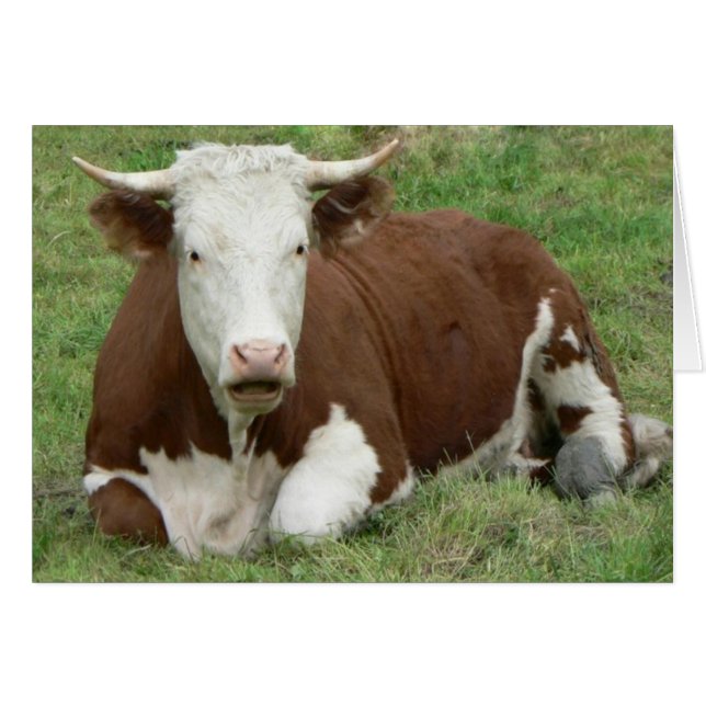 Keine Kuhkarte haben (Vorderseite (Horizontal))