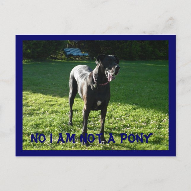 Keine Pony Postcard Postkarte (Vorderseite)
