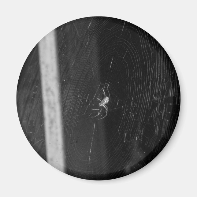 Kellerspinne Magnet (Vorne)