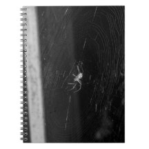 Kellerspinne