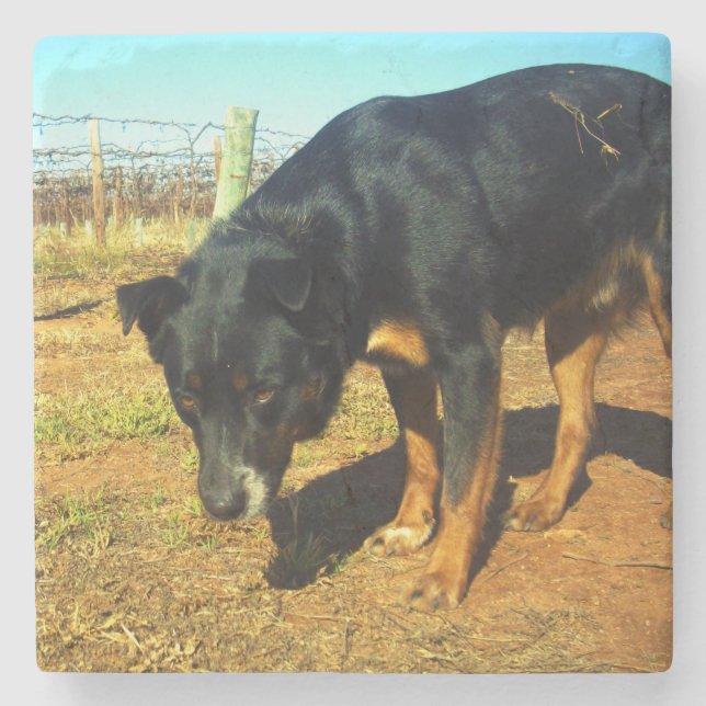 Kelpie Sooky Face, Steinuntersetzer (Vorderseite)