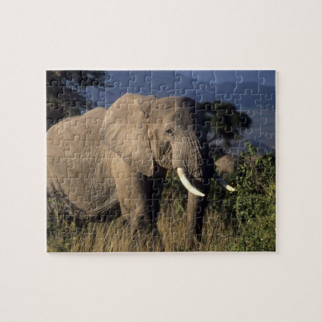 Kenia: Amboseli, männlicher afrikanischer Elefant (Horizontal)