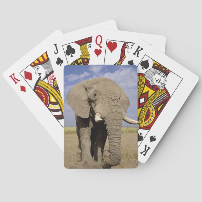 Kenia: Amboseli National Park, Elefantenmännchen Spielkarten (Rückseite)