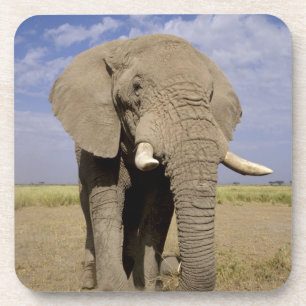 Kenia: Amboseli National Park, Elefantenmännchen Untersetzer