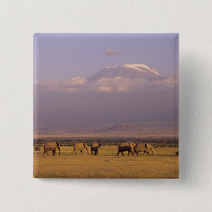 Kenia: Amboseli-Nationalpark, Elefanten Button