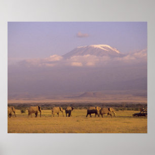 Kenia: Amboseli-Nationalpark, Elefanten Poster