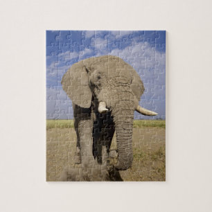 Kenia: Amboseli-Nationalpark, männlicher Elefant