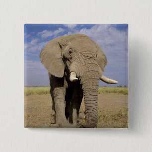 Kenia: Amboseli-Nationalpark, männlicher Elefant Button
