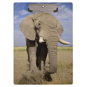 Kenia: Amboseli-Nationalpark, männlicher Elefant Klemmbrett