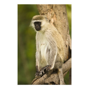 Kenia, Lake Nakuru Nationalpark. Vervet Fotodruck