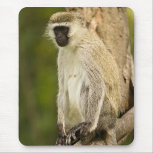 Kenia, Lake Nakuru Nationalpark. Vervet Mousepad