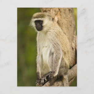 Kenia, Lake Nakuru Nationalpark. Vervet Postkarte