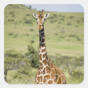 Kenia, Lewa Conservancy, Masai Giraffe stehend Quadratischer Aufkleber