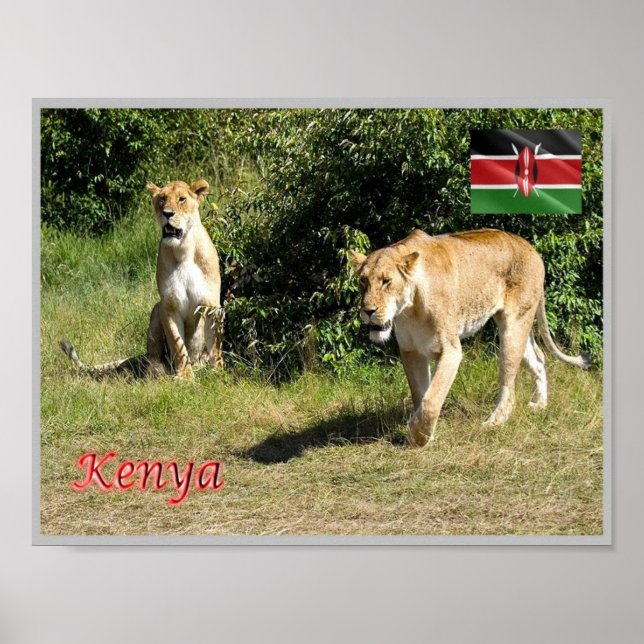 Kenia - Lionessen - Poster (Vorne)