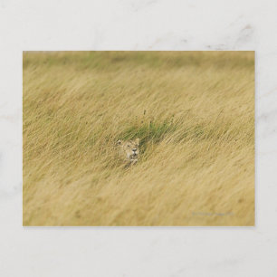 Kenia, Masai Mara 2 Postkarte