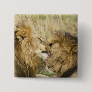 Kenia, Masai Mara Button