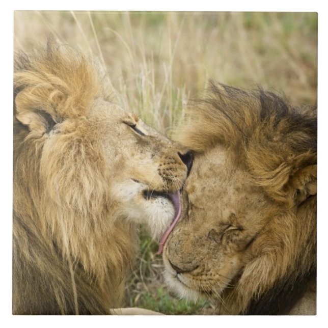 Kenia, Masai Mara Fliese (Vorderseite)