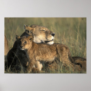 Kenia, Masai Mara Game Reserve, Löwin Poster