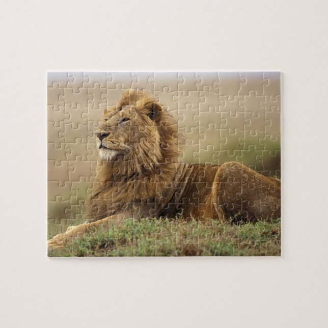 Kenia, Masai Mara | Male Lion (Horizontal)