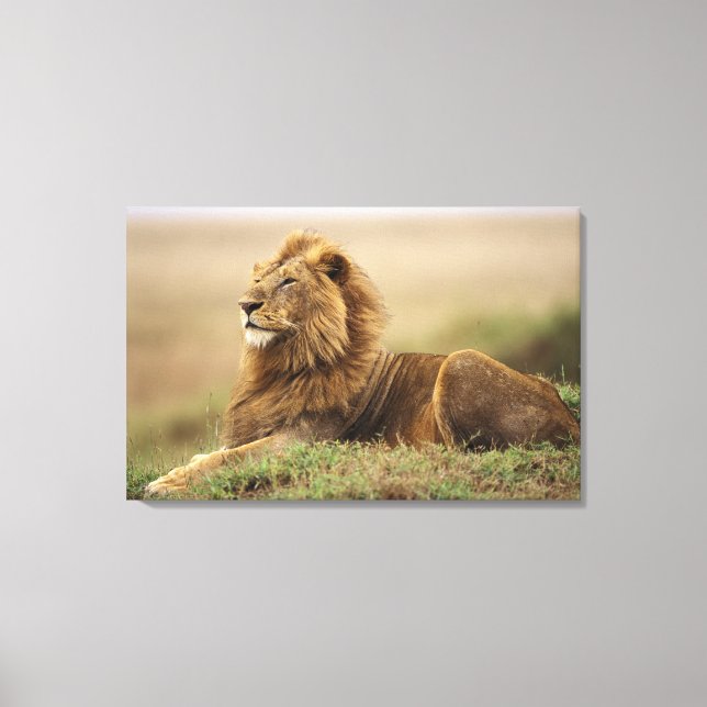 Kenia, Masai Mara | Male Lion Leinwanddruck (Vorderseite)