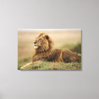 Kenia, Masai Mara | Male Lion
