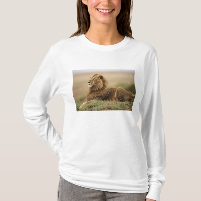 Kenia, Masai Mara | Male Lion T-Shirt (Vorderseite)