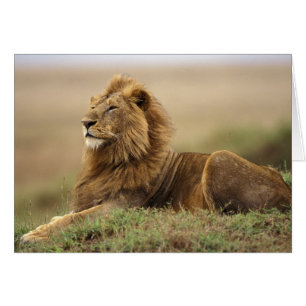 Kenia, Masai Mara männlicher Löwe