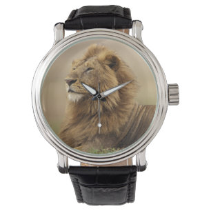 Kenia, Masai Mara   männlicher Löwe Armbanduhr