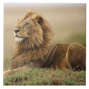 Kenia, Masai Mara männlicher Löwe Fliese
