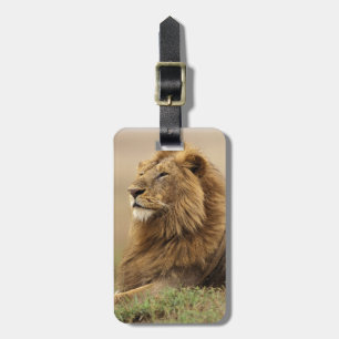 Kenia, Masai Mara männlicher Löwe Gepäckanhänger