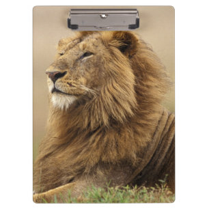 Kenia, Masai Mara männlicher Löwe Klemmbrett