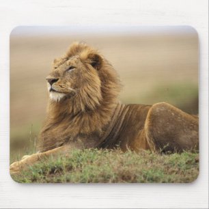 Kenia, Masai Mara männlicher Löwe Mousepad