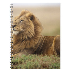 Kenia, Masai Mara männlicher Löwe Notizblock