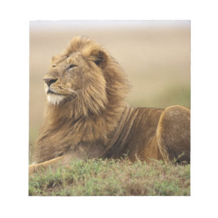 Kenia, Masai Mara männlicher Löwe Notizblock
