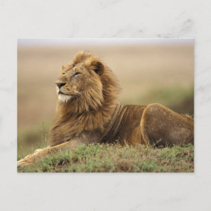 Kenia, Masai Mara männlicher Löwe Postkarte