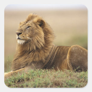 Kenia, Masai Mara   männlicher Löwe Quadratischer Aufkleber