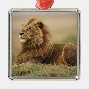 Kenia, Masai Mara   männlicher Löwe Silbernes Ornament