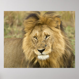 Kenia, Masai Mara. Nahaufnahme des Löwes. Kredit Poster