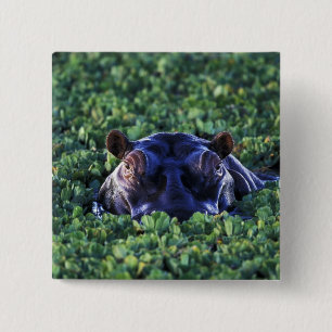 Kenia, Masai Mara National Reserve. Button