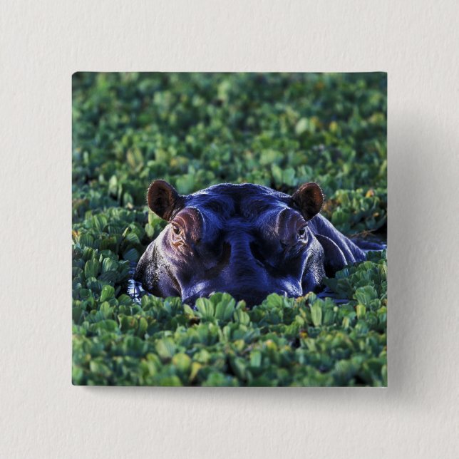 Kenia, Masai Mara National Reserve. Button (Vorderseite)