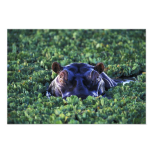 Kenia, Masai Mara National Reserve. Fotodruck