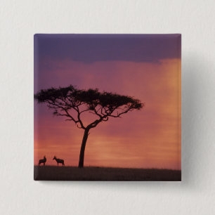 Kenia: Masai Mara Nationalpark, Sonnenuntergang. Button