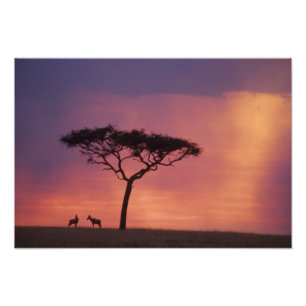 Kenia: Masai Mara Nationalpark, Sonnenuntergang. Fotodruck