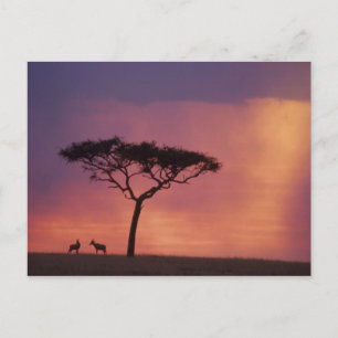 Kenia: Masai Mara Nationalpark, Sonnenuntergang. Postkarte