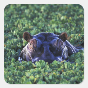 Kenia, Masai Mara Nationalreservat. Quadratischer Aufkleber