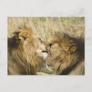 Kenia, Masai Mara Postkarte