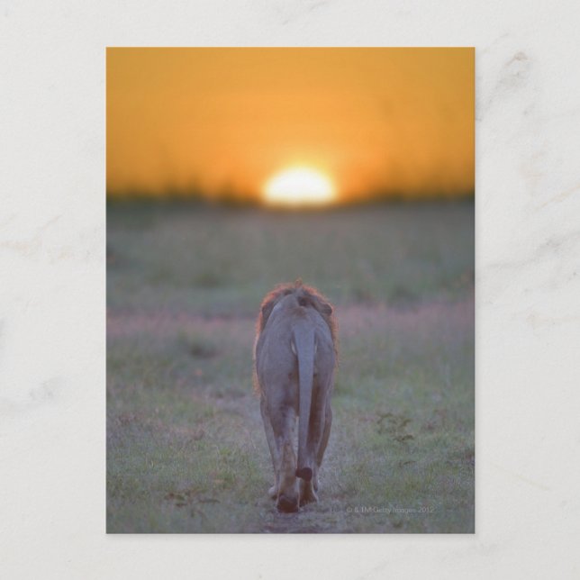 Kenia, Masai Mara Postkarte (Vorderseite)