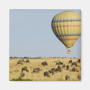 Kenia, Masai Mara. Touristen fahren mit Heißluftba Magnet